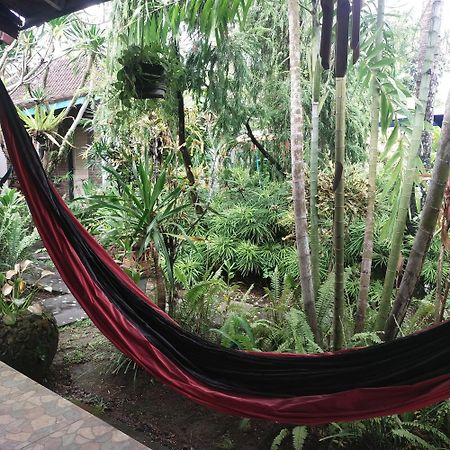 Comeback Guesthouse Canggu Eksteriør billede