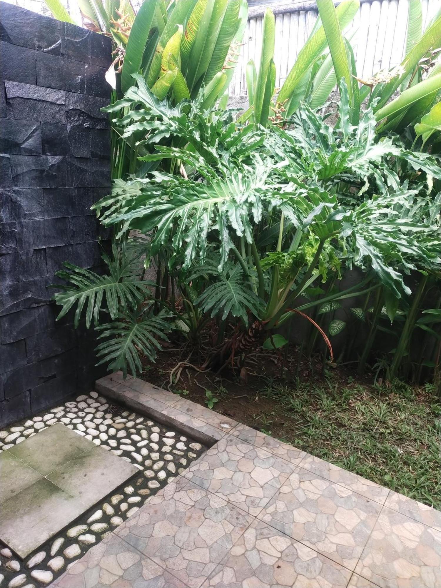 Comeback Guesthouse Canggu Eksteriør billede
